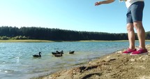 feeding ducks 