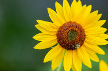 bee and sunflower 