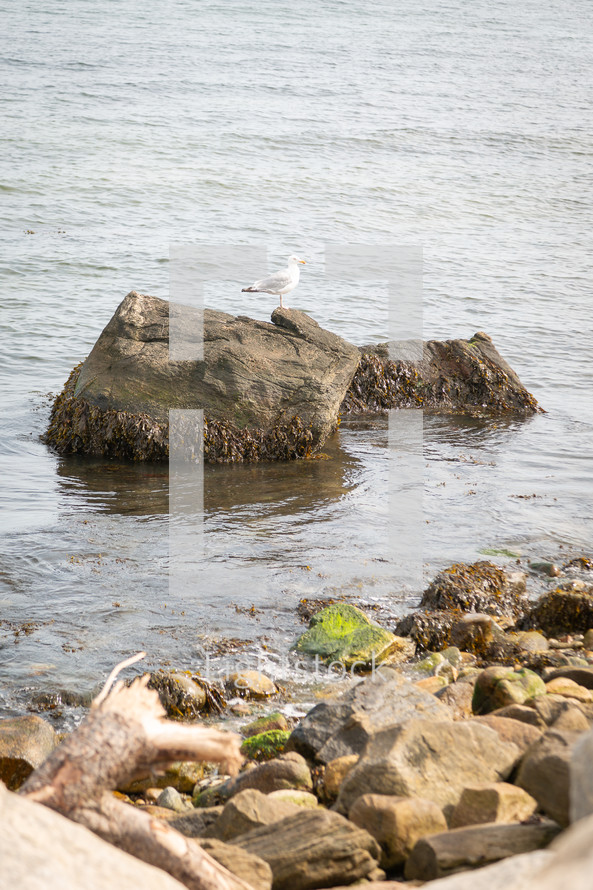 Gull on rocks at seaside (vertical)