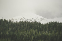 snow capped mountain peak above a pine forest 