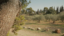 Olives trees in the Garden of Gethsemane, Jerusalem.
