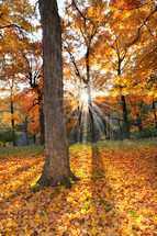 sunburst in a fall forest 