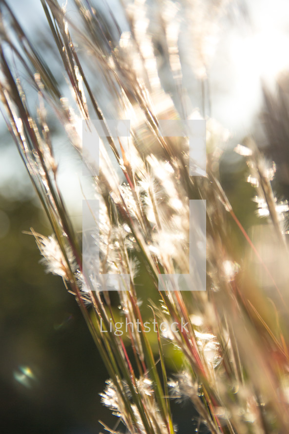 tops of tall grasses