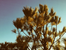 sunlight on pine tree