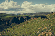 grazing cattle on a hill 