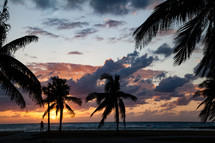 silhouettes of palm trees at dusk on a beach 