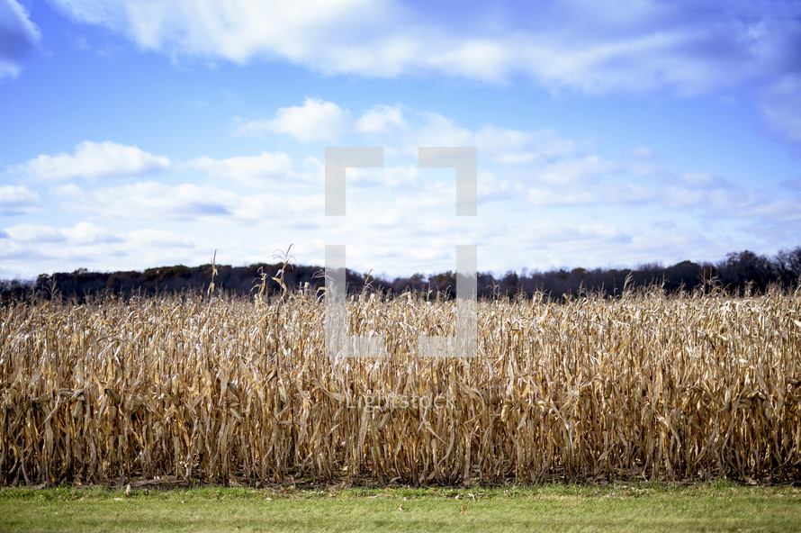dried corn field 