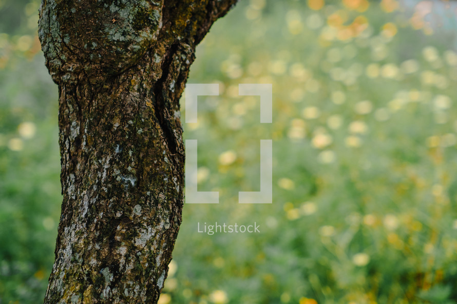 tree trunk and yellow flowers 