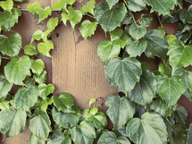 ivy on painted fence with toning effect