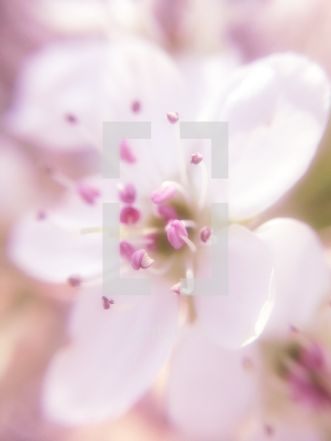 pear tree blossom with soft focus effect