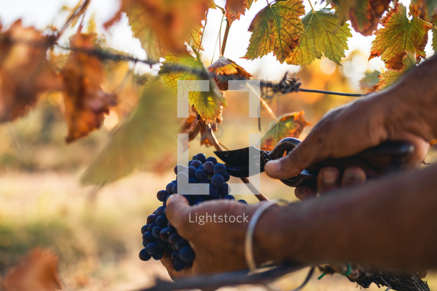 Peasant worker harvest quality white grapes in the countryside