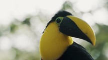 Close up of Yellow-throated (Black-mandibled) Toucan Bird In The Forest Of Quito In Ecuador. 	