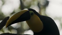 Selective Focus Shot of Black-Mandibled Toucan Headshot Against Bokeh Nature - Ramphastos Ambiguus. 	