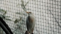 Front View Of A Cattle Egret Perched Inside A Cage In The Zoo In Quito, Ecuador. Bubulcus Ibis. low angle	