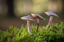 three brown mushrooms 