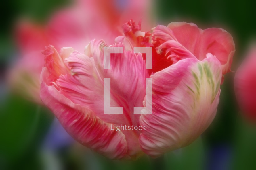 Ruffled variegated red tulip with soft focus effect