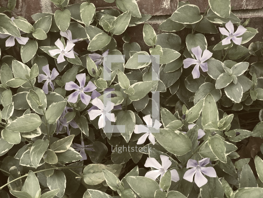 muted vine leaves and flowers
