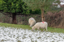 Two Sheep Grazing in the Snow in County Dublin, Ireland