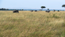 elephant herd 