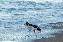 Oyster Catcher Birds on the Beach in the Surf, Ireland