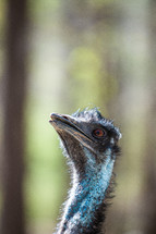 Closeup of an Ostrich 