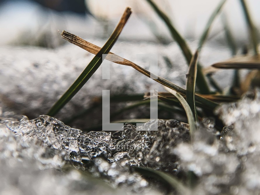 grass and melting snow 