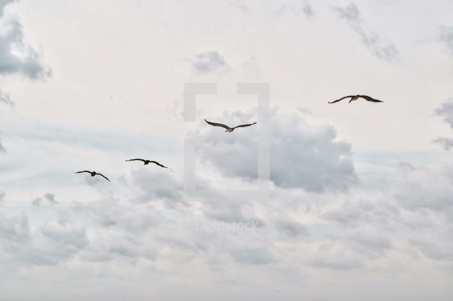 soaring seagulls 