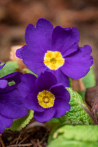 Two Purple Primrose Flowers in the Garden