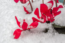 Red Cyclamen Flower in Deep White Snow