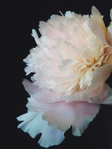 delicate white flower petals 