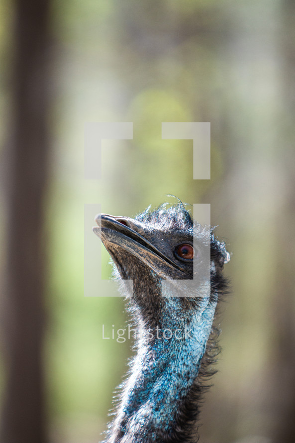 Closeup of an Ostrich 
