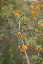 small yellow flowers on a tree branch 