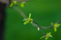 green sprouting leaves 