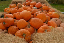 pumpkins in hay 