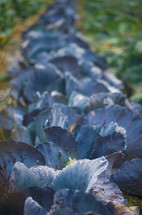 row of purple cabbage
