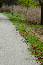 leaves along the edge of a gravel road 
