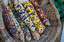 fall corn in a basket 