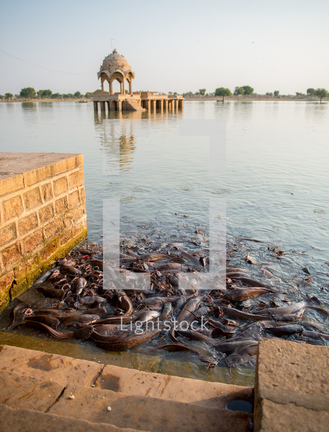 catfish in Jaisalmer, India 