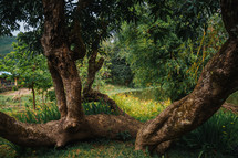 large tree in a garden 