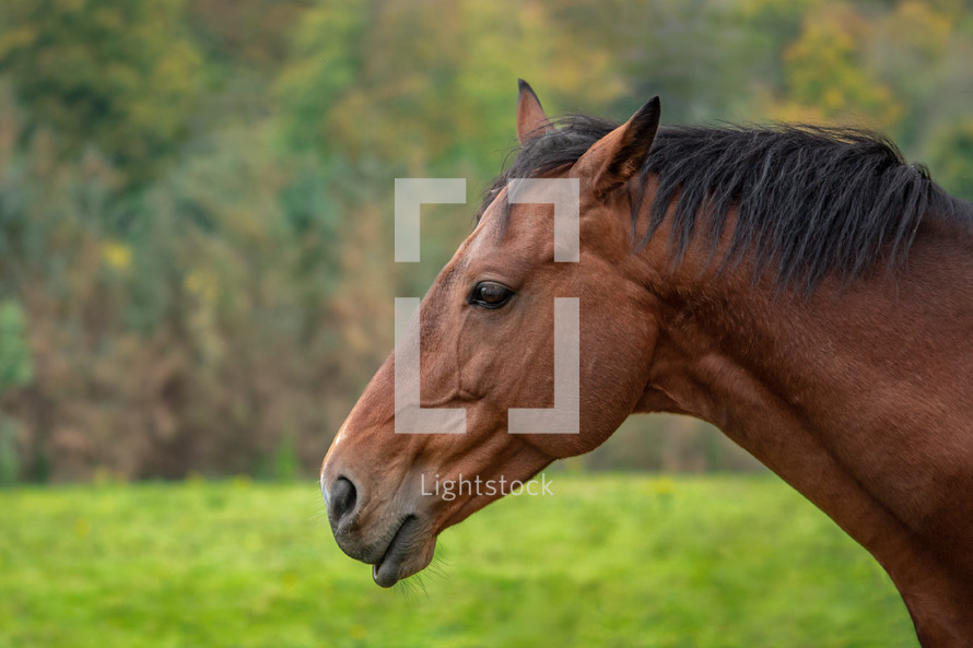 Brown Horse Head and Neck in a Field