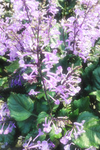 purple flowers and green leaves in dappled sunlight