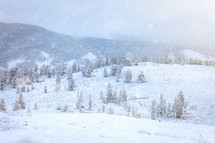 Winter landscape of snow falling on evergreen trees on slope near Rocky Mountains in Colorado