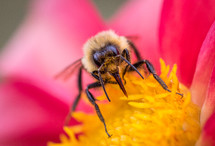 Close up of a bee on a flower with pollen