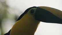 Closeup of Black-mandible Toucan in nature.
