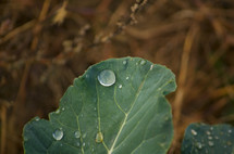 water drop on cabbage 