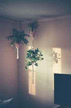 house plants hanging from a ceiling 
