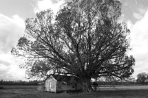 Large tree sheltering old farnhouse.
