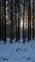 Vertical video of fast Sunrise in winter forest nature Timelapse
