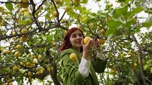 Woman picking lemons from a lemon tree.
