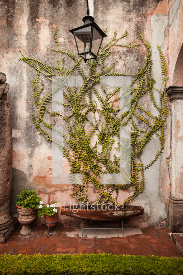 vines against a stone wall 